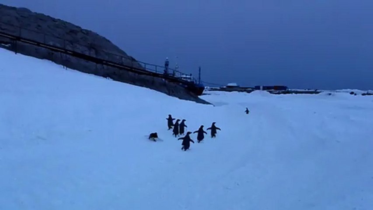 Les manchots sur la glace