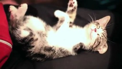 Gatinho faz amizade com porco-espinho - Tugalol