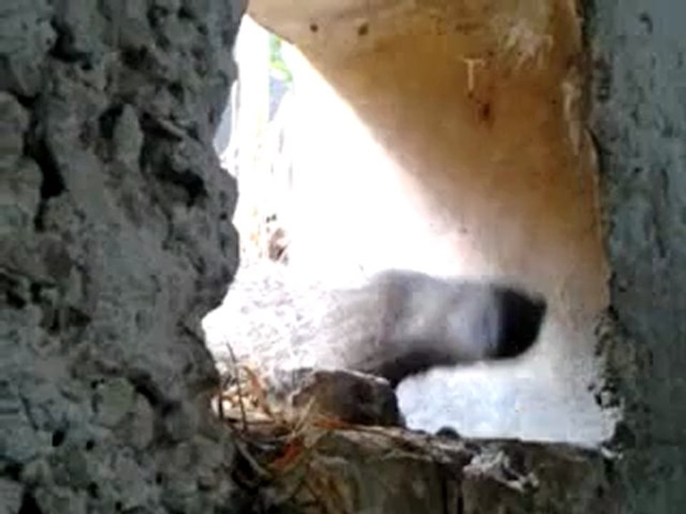 cat??