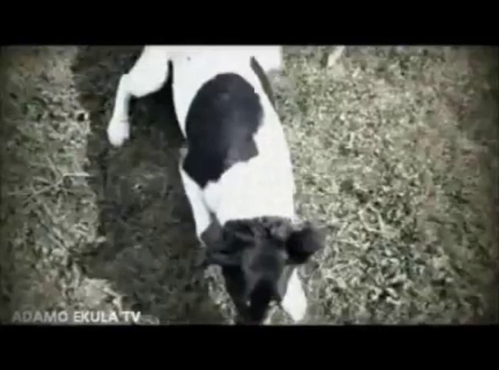 GRAND ZAIKO WAWA;  MENACE DE DIVORCE (ADAMO EKULA)