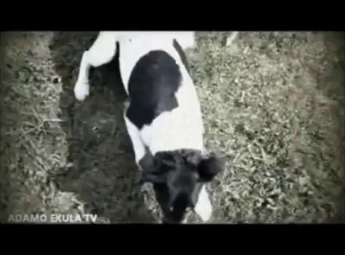 GRAND ZAIKO WAWA; MENACE DE DIVORCE (ADAMO EKULA)