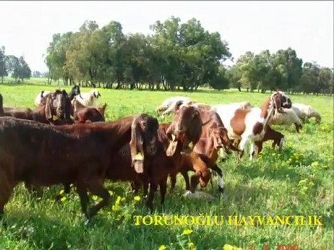 Halep kecisi fiyatları,halep kecisi süt verimi,halep kecisi kac kilo süt verir