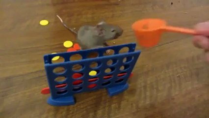 Eğitim görmüş süper zekalı fareler..