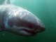 Expert: Great white shark is 'blowing our minds'