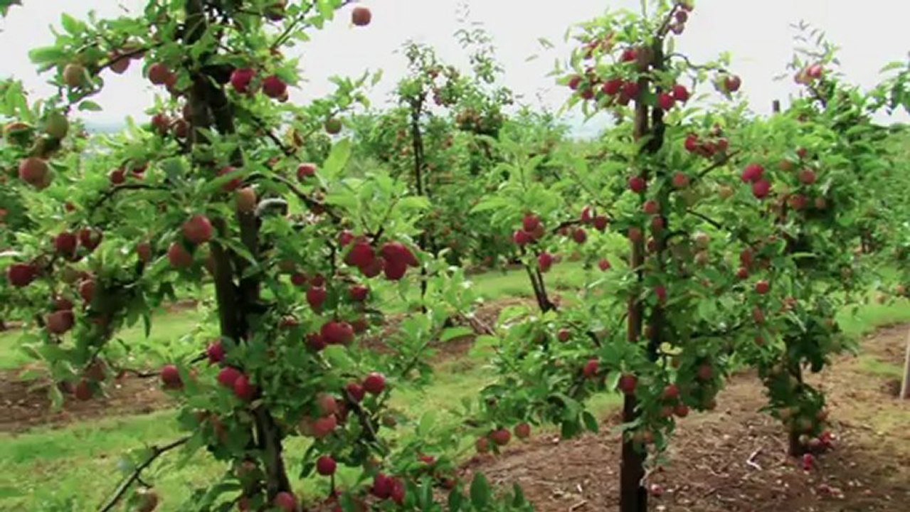 GENÇ ÇİFTÇİLERE BODUR ELMA BAHÇESİ KURULUR-bodur elma bahçesinde hasat
