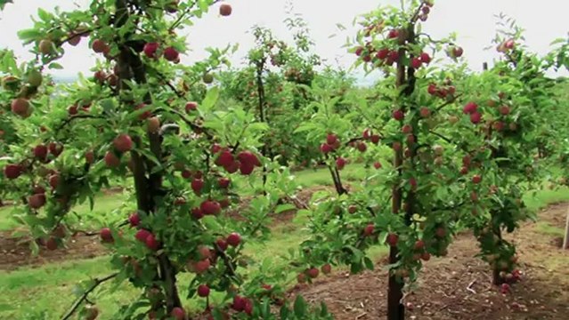 GENÇ ÇİFTÇİLERE BODUR ELMA BAHÇESİ KURULUR-bodur elma bahçesinde hasat