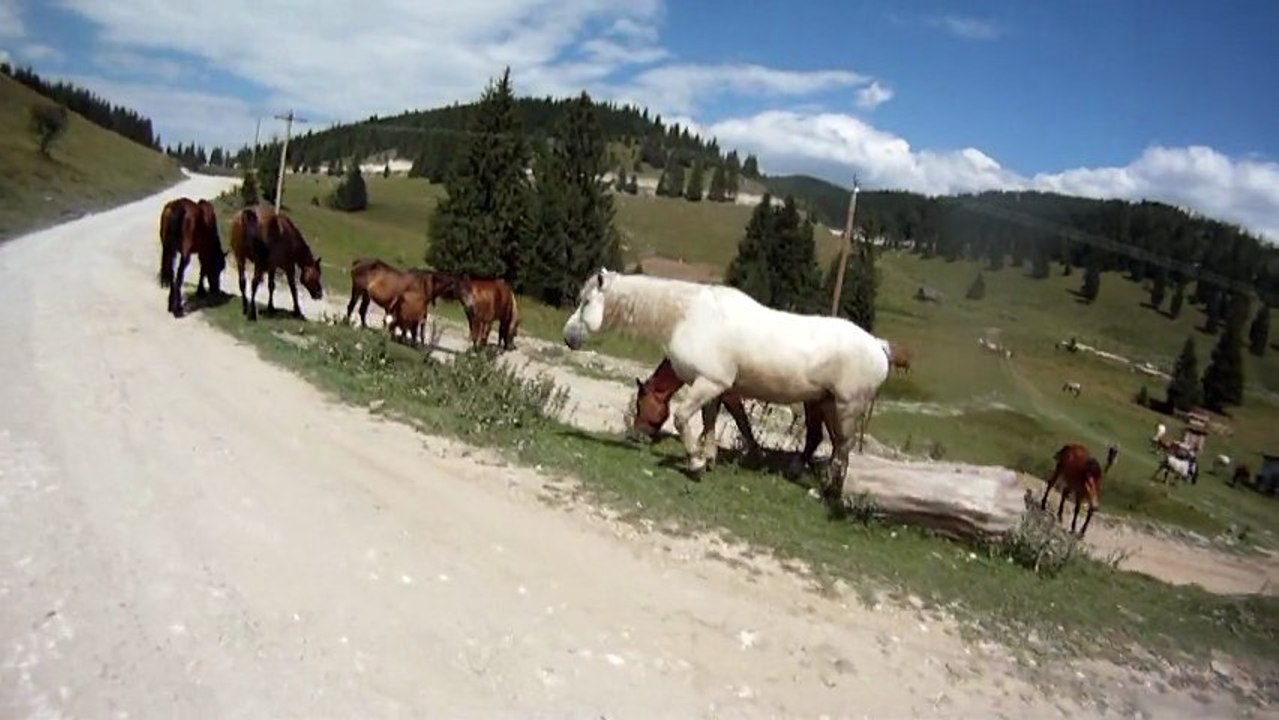 Aventuri pe bicicleta - Expeditie in Muntii Apuseni : Camping Glavoi(Padis) - Sudrigiu(E79)
