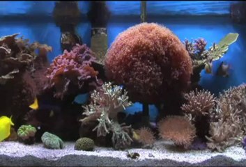 İnce saz - çok aşığın var diyorlar - Listen to music with fish aquarium -kolaj Serbülent öztürk