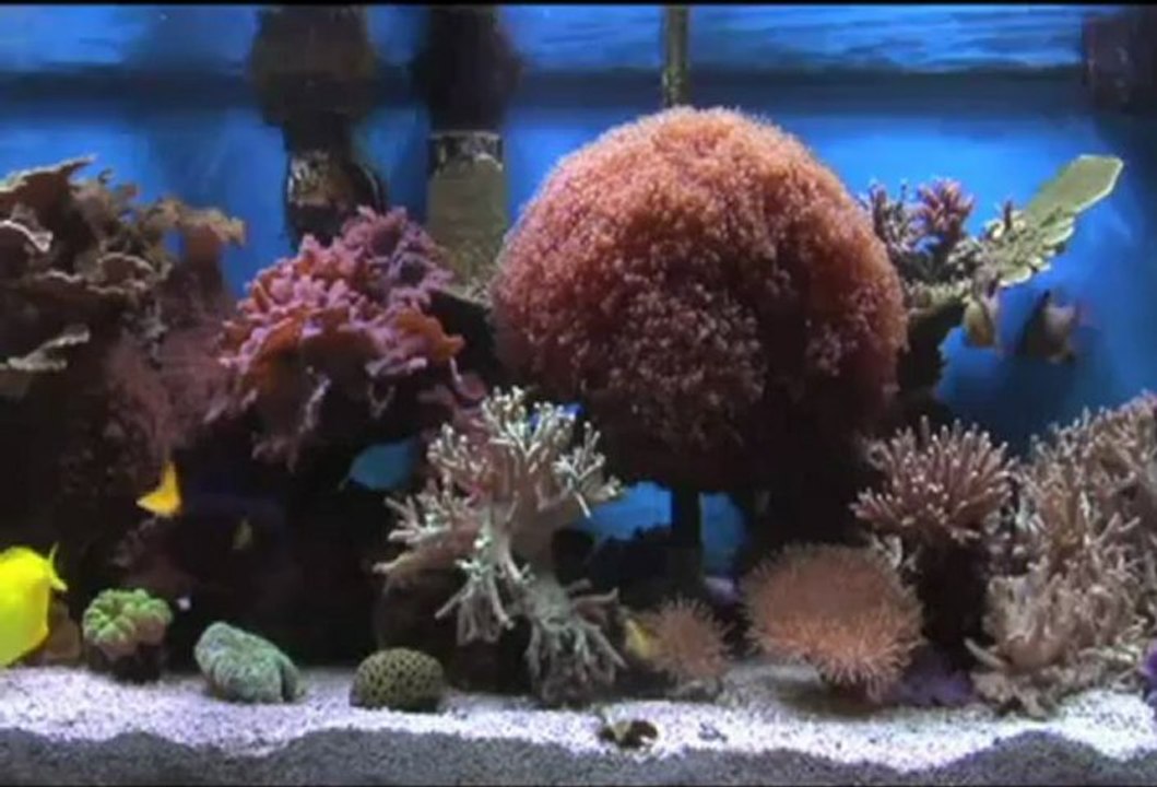 İnce saz - çok aşığın var diyorlar - Listen to music with fish aquarium -kolaj Serbülent öztürk