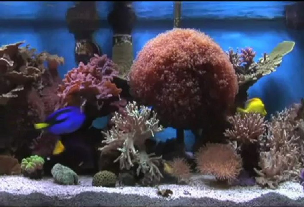 Farid Farjad - Golha - Listen to music with fish aquarium -kolaj serbülent öztürk