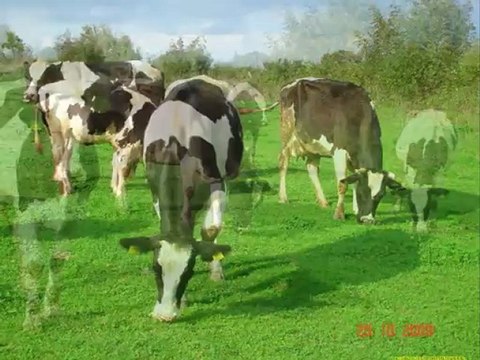 Cayır bitkisi örtüsü,Yapay cayır nedir,Cayır mera kanunu