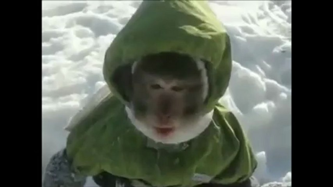 Ce singe, habillé pour l'hiver, joue dans la neige en Russie