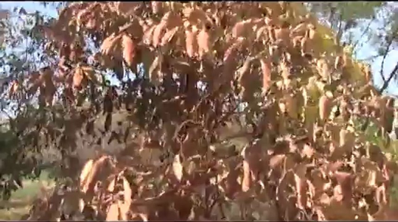 El paraíso amenazado de la India, protección del clima a través de clases de medio ambiente | Global 3000