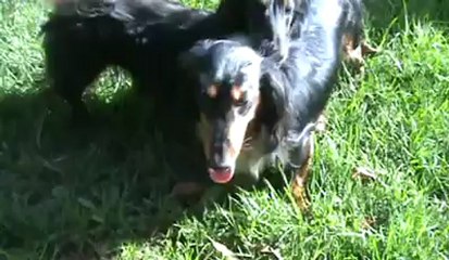 Mes 2 Teckels foufous