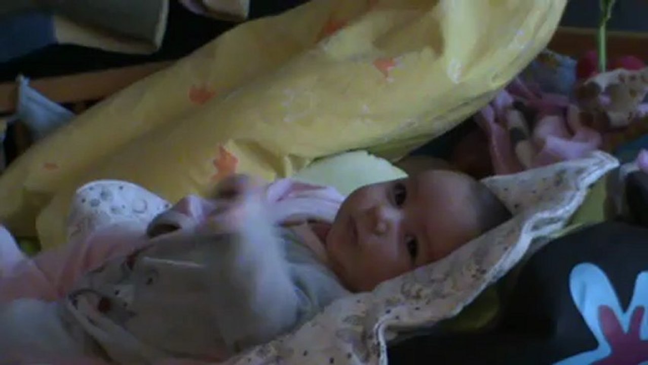 Les prmiers "timides" arrheus d'Orlane