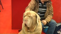 Exposition Canine : Un salon qui a du chien (Troyes)