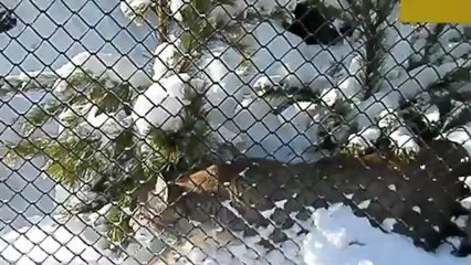 любопытная рысь