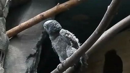 птенец жако