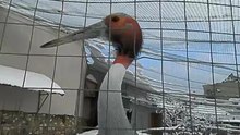 журавль зимой