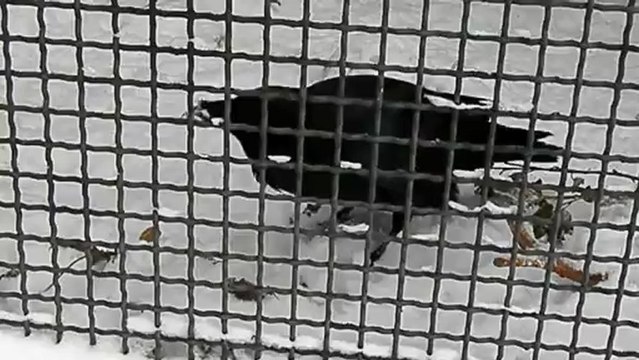 ворон играет