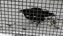 ворон играет