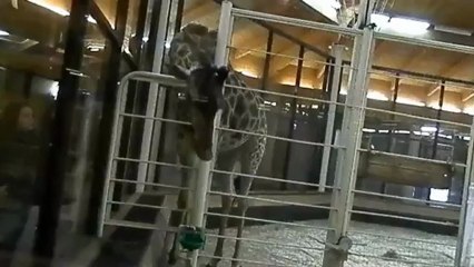 жираф развлекается