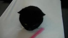 cat attack