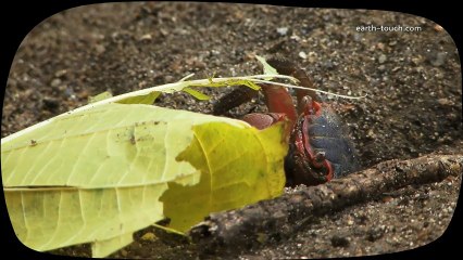 War of the Crab Claws