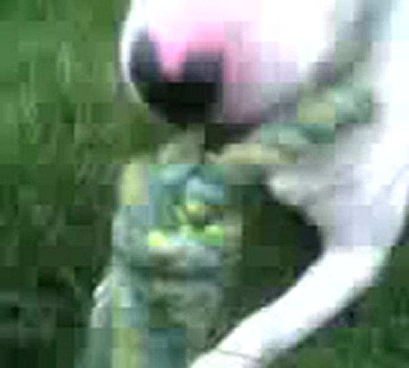 tempo mon bull terrier repose en paix mon chien