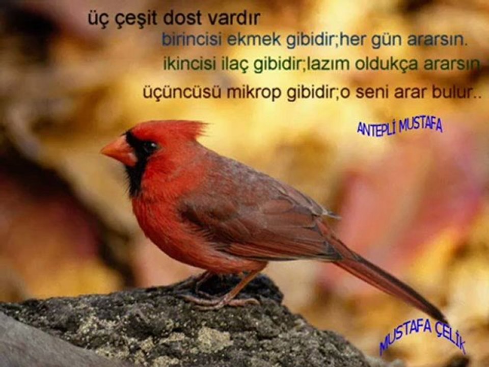 numan hadi kahretsin sevmişim