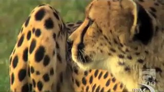 Il ghepardo Sarah da record del mondo.