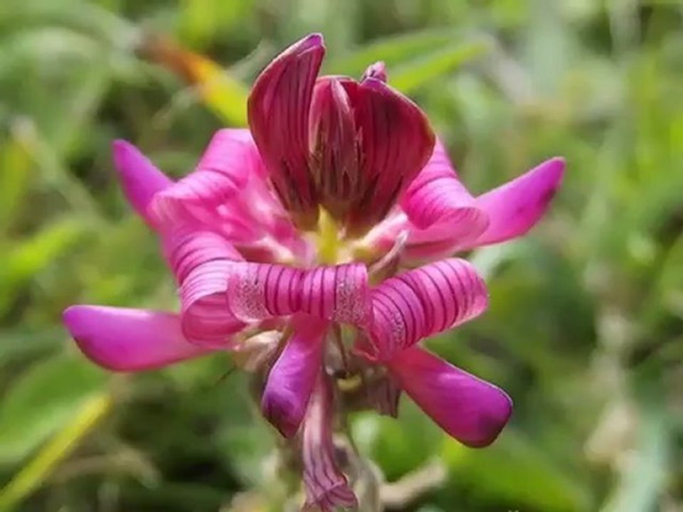 Korunga korunga nedir,korunga yetiştiriliçigi