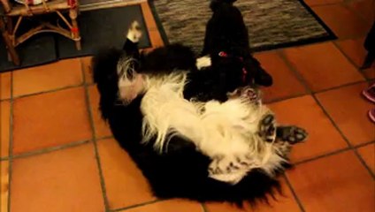 Bouba et Kado jouent