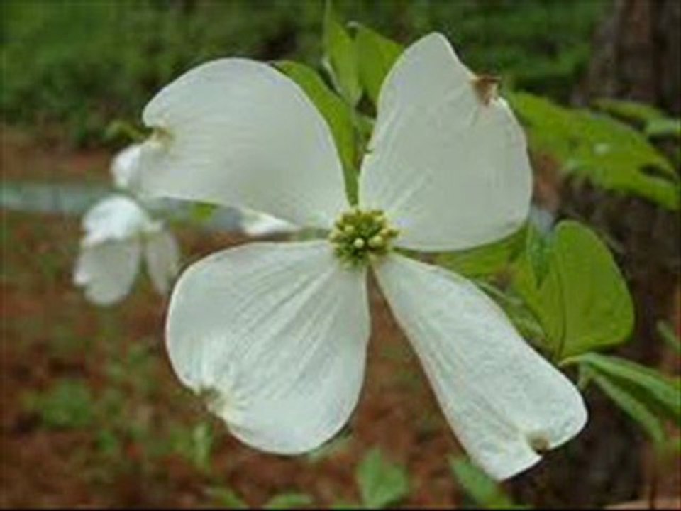 Usda loans florida - We are Florida USDA Loans Expert finance up to 102% of the home’.