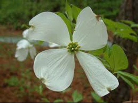 Usda loans florida - We are Florida USDA Loans Expert finance up to 102% of the home’.