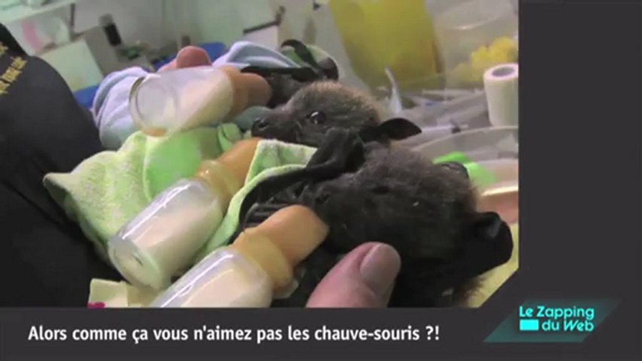 Cet homme a 82 tatouages de Julia Roberts sur le corps !