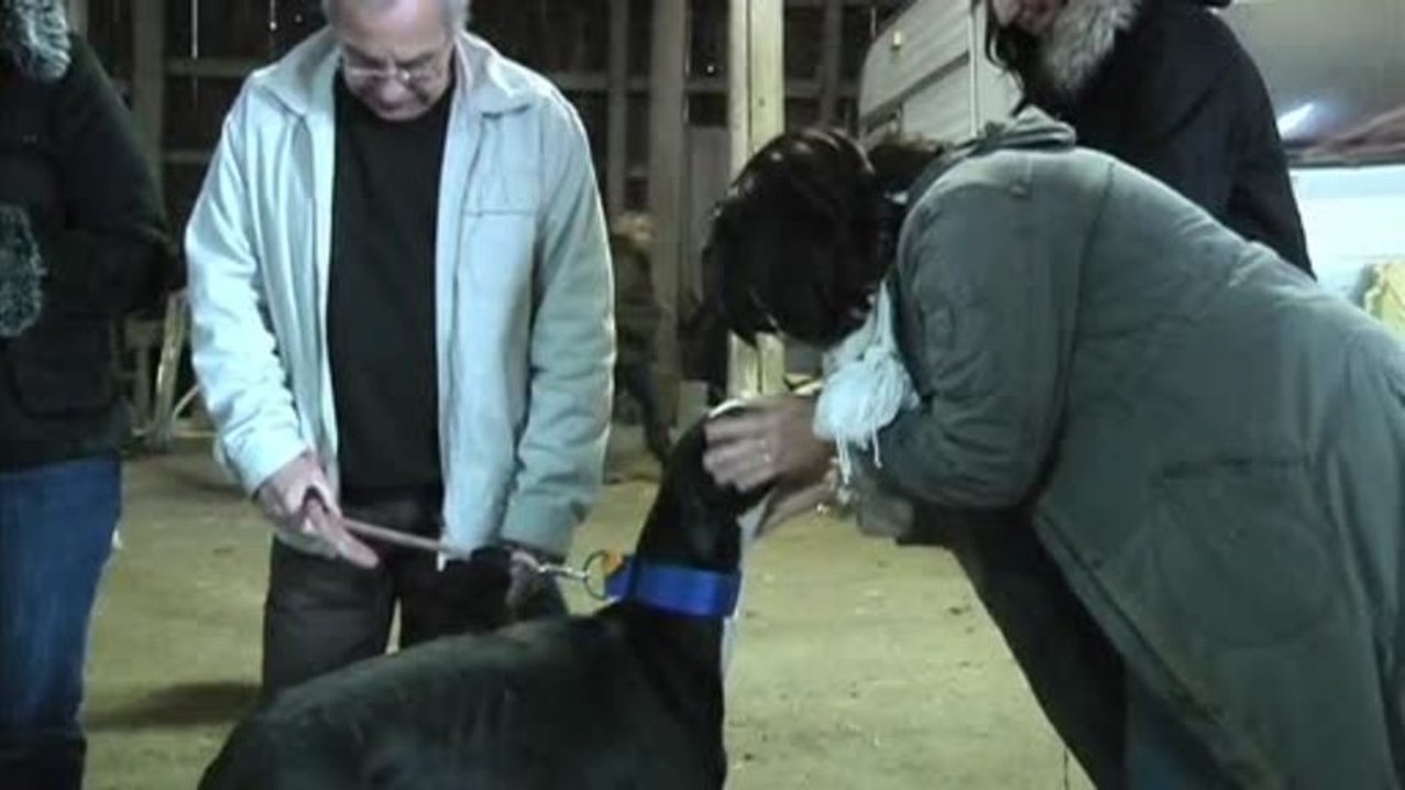 Chiens : les Lévriers maltraités en Espagne (Troyes)