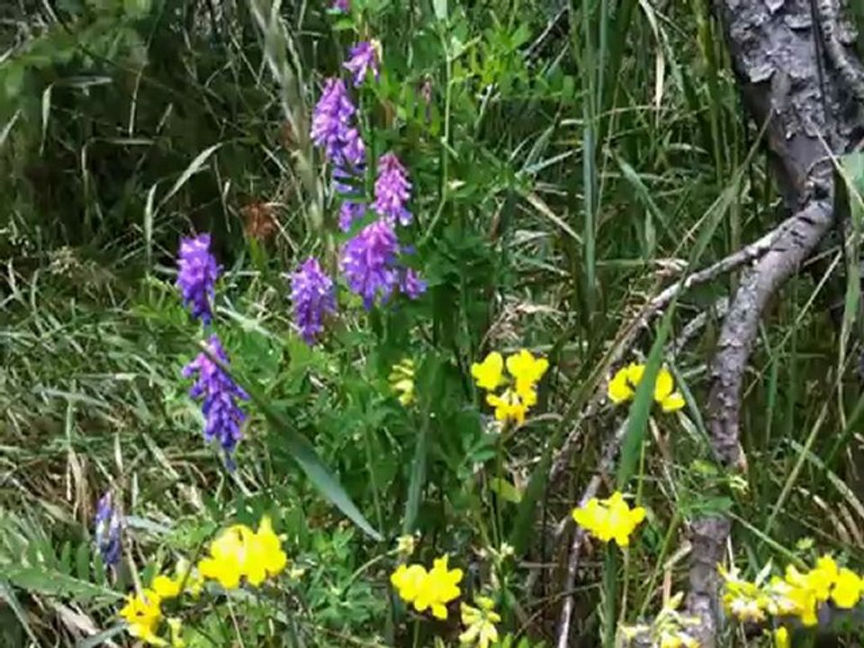 Nos vacances au CANADA