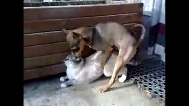 Devant L'Ordi Episode 2: Les chats