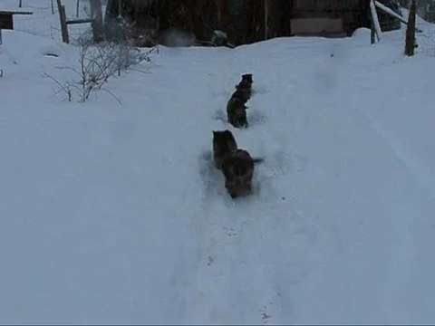Chiots berger allemand LOF dans la neige !