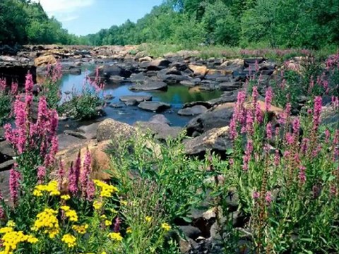 Harika Bir Fon İlahi