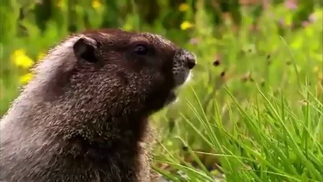 wildlife sample video editing sony vegas pro 11