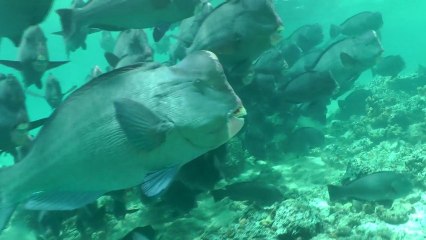 Sipadan 2012 Barracuda Point