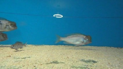 KESTO'nun 1 erkek 11 dişiden oluşan Genç Yunus Kolonisi. ( MAŞALLAH)