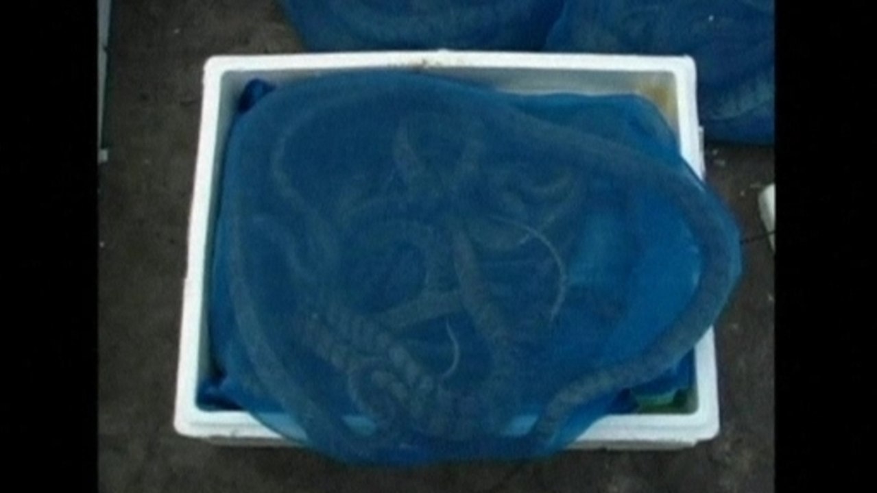 Surprised Thai customs officers seize shipment of more than 2000 snakes