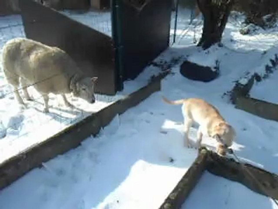 Honey dans la neige - Janvier 2013 (2)