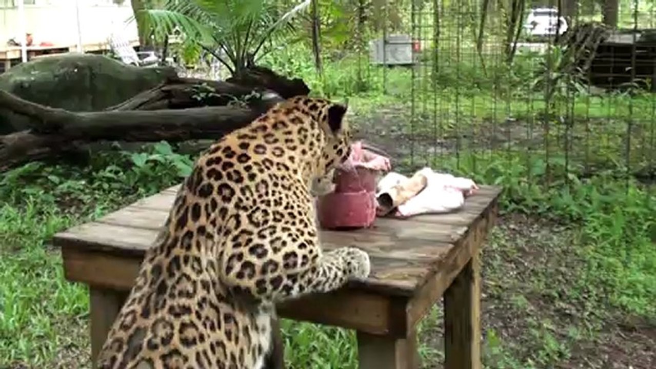 BIG CAT Valentines Day!