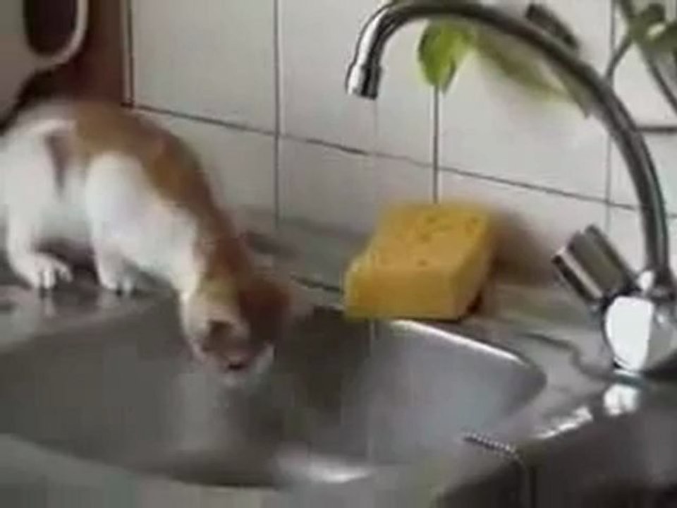 Kitty fail