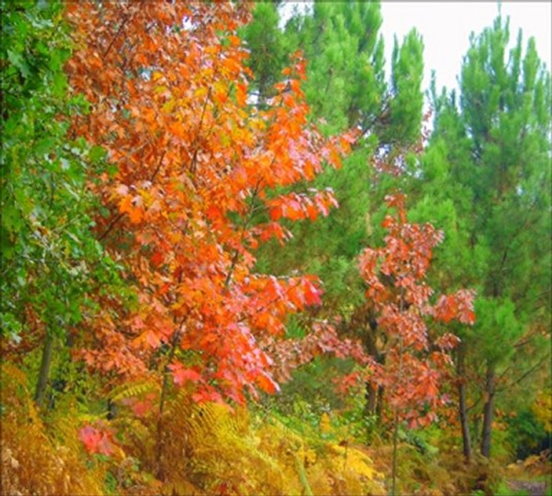 Musique dans les fleurs et les couleurs