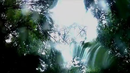 Mangrove sous la pluie